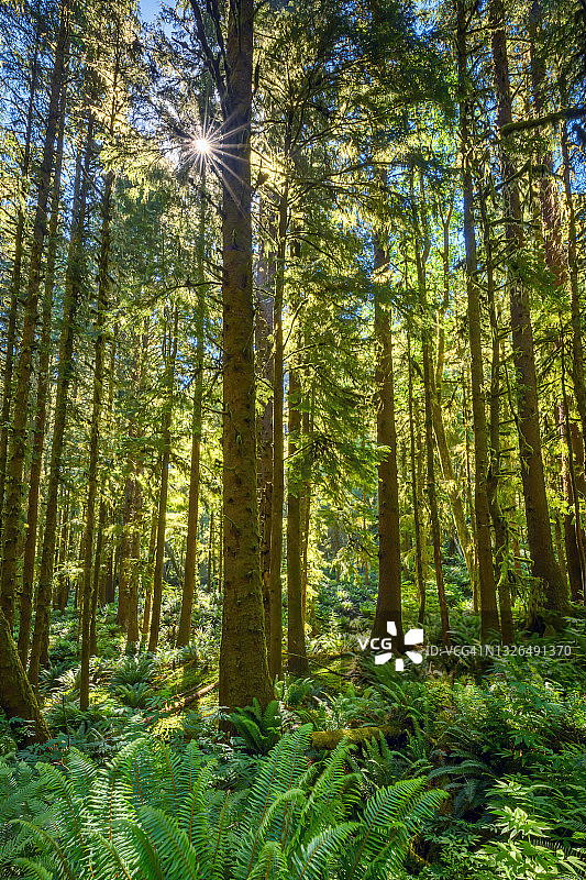 俄勒冈州海岸埃科拉州立公园，阳光穿过树林图片素材