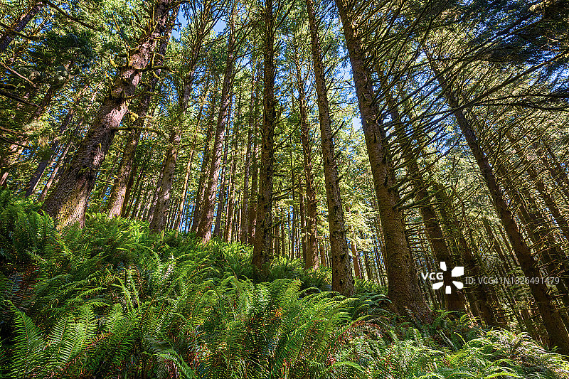 俄勒冈州埃科拉州立公园茂密森林中的蕨类植物和树木低角度视图图片素材