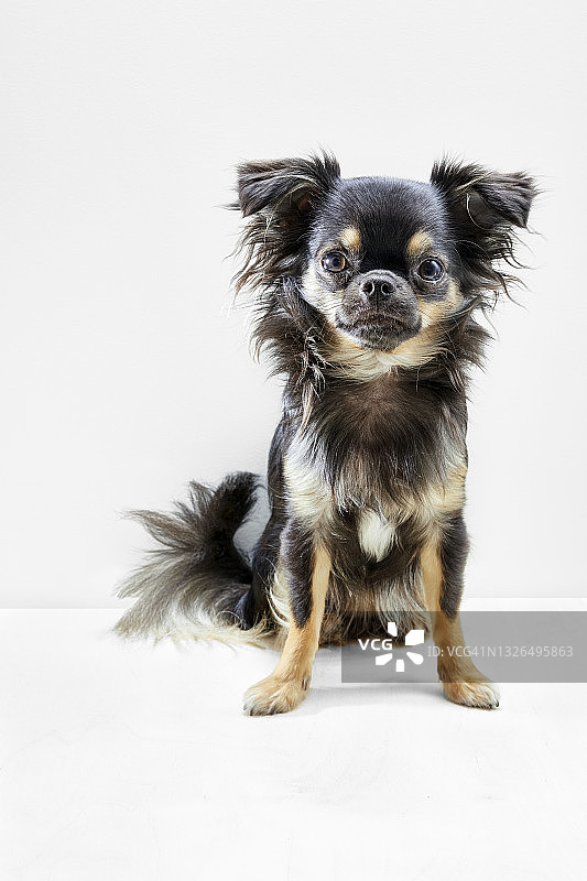 长毛吉娃娃图片素材