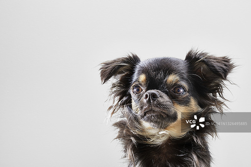 长毛吉娃娃图片素材