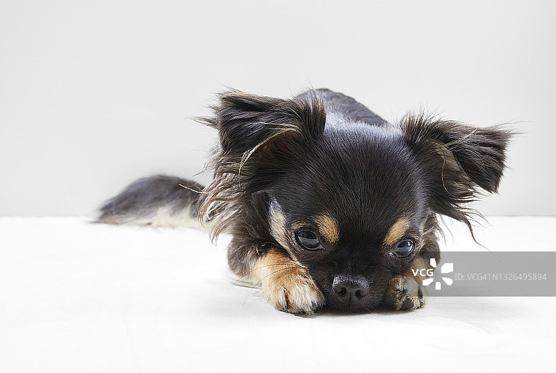 长毛吉娃娃图片素材