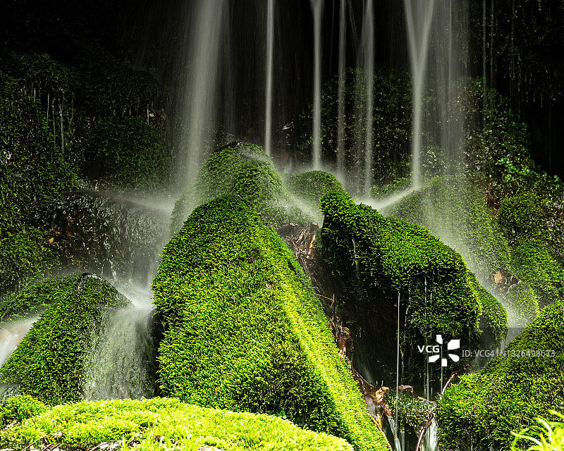 苔藓之美图片素材