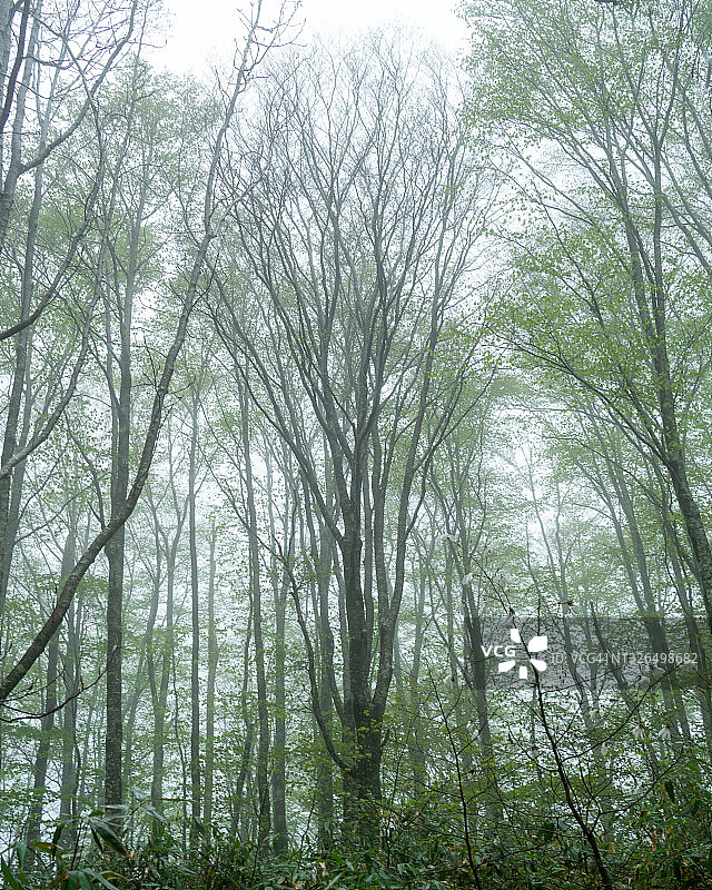 雾中的山毛榉森林图片素材