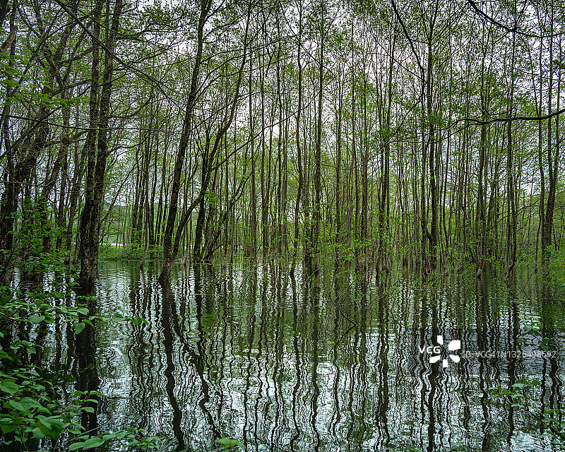 猪苗代湖的淹没森林图片素材