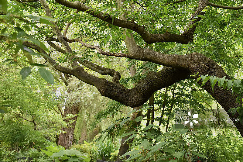 树林中的夏天图片素材