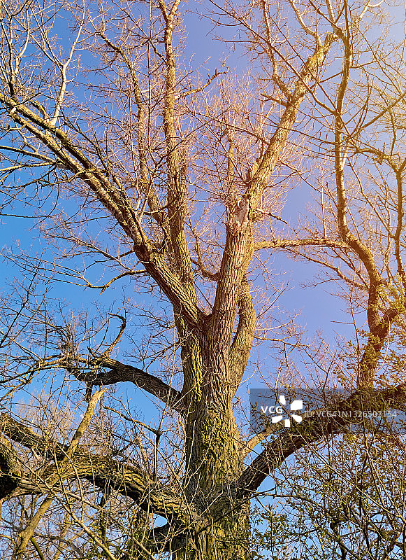 春季阳光下的黑色白杨树图片素材