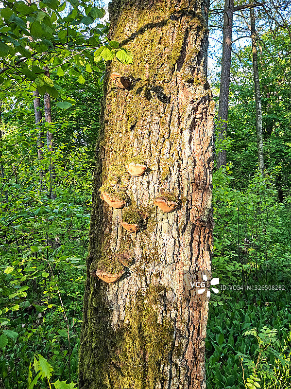 森林中树干上生长的树舌灵芝图片素材