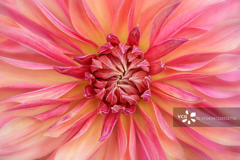 粉色和黄色大丽花图片素材