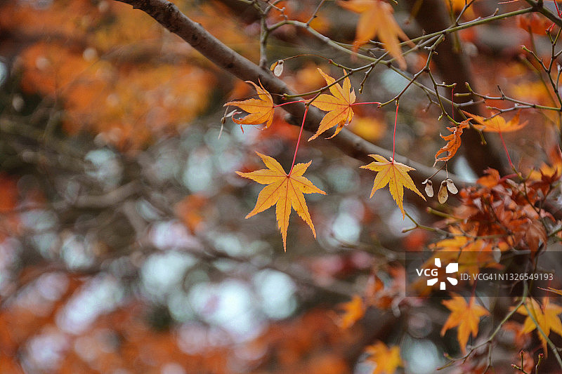 自然公园中的黄色日本枫叶图片素材
