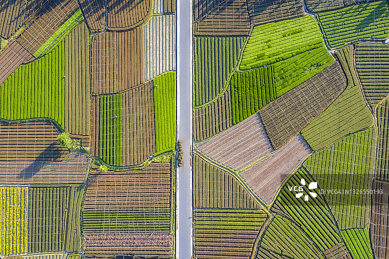 中国最大的茶园（松阳大木山茶园）图片素材