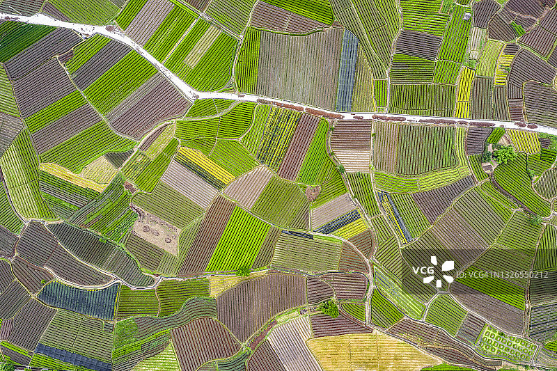 中国最大的茶园（松阳大木山茶园）图片素材