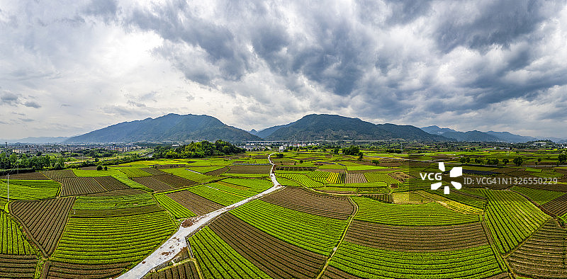 中国最大的茶园（松阳大木山茶园）图片素材
