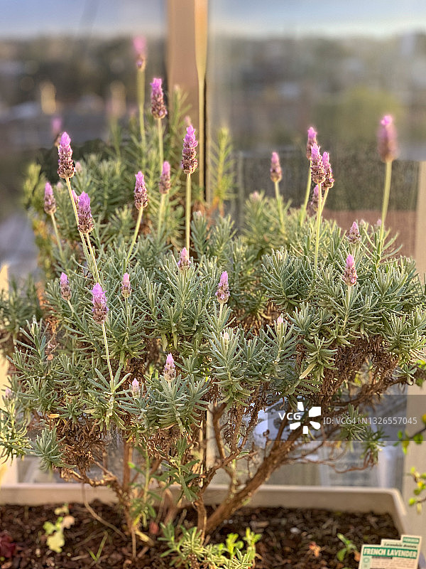 冬季的法国薰衣草图片素材