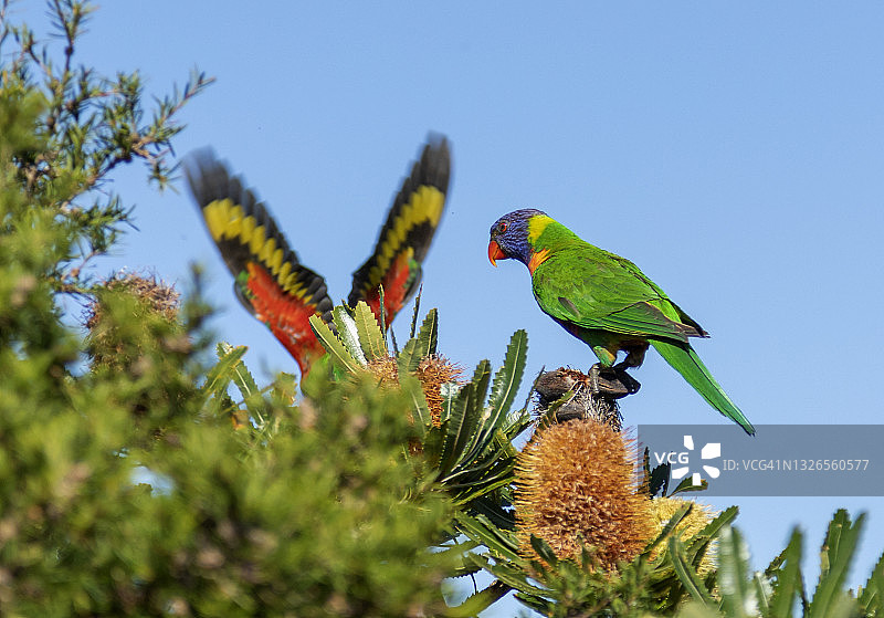 澳洲鹦鹉停在瓶刷树上，另一只鹦鹉飞翔，展示着彩色翅膀。澳大利亚纽卡斯尔图片素材