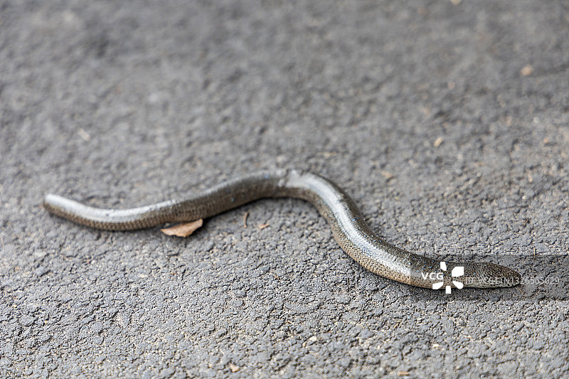 近距离拍摄一条慢蛇图片素材