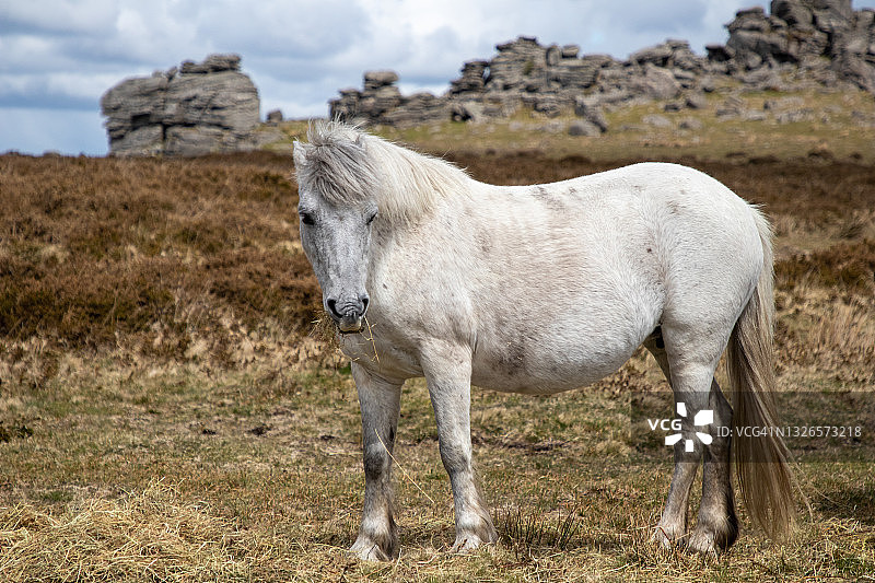 猎犬岩前的达特穆尔矮种马图片素材