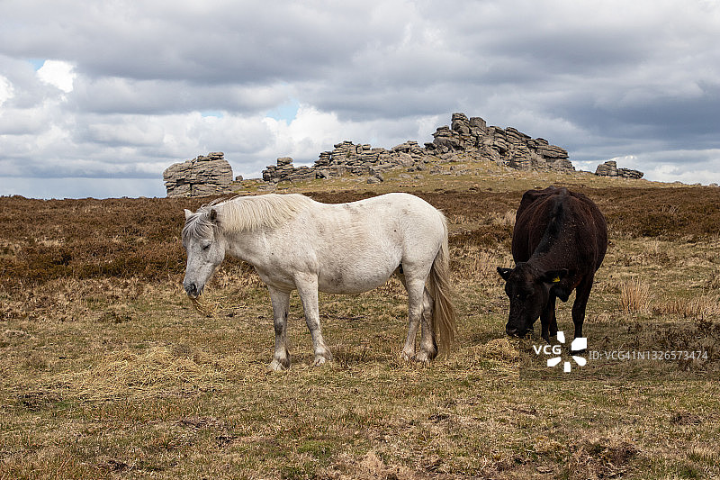 达特穆尔矮种马与牛 grazing图片素材