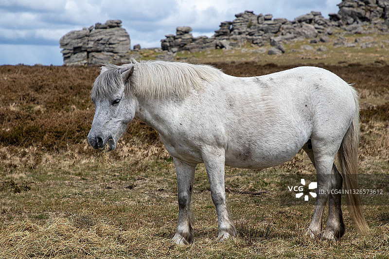 猎犬岩前的达特穆尔矮种马图片素材