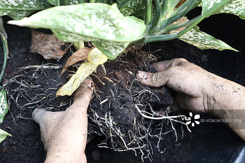 男人用手种植观赏植物，种植万年青图片素材