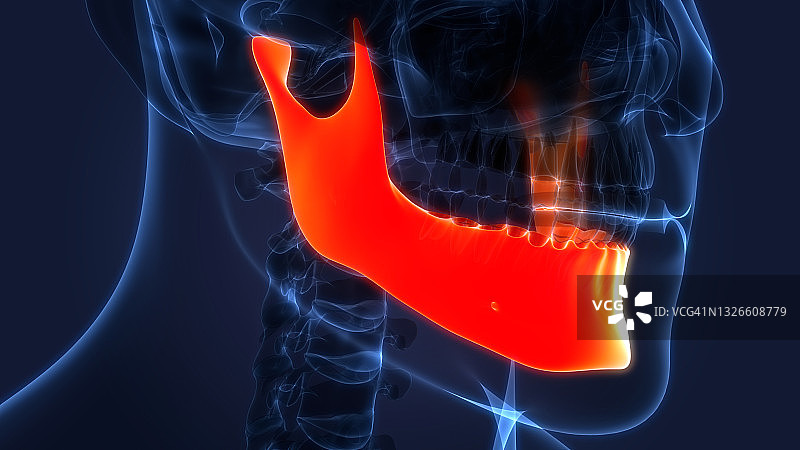 人体骨骼系统头骨下颌骨骼部分解剖图片素材