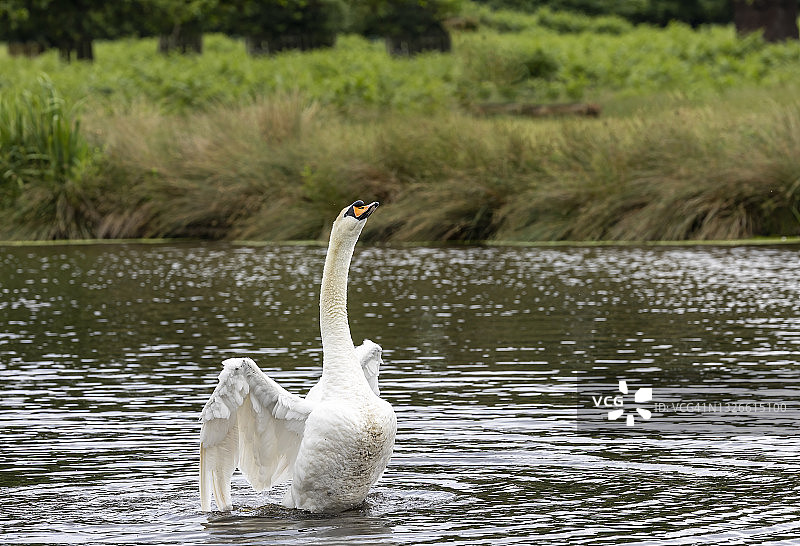 准备起飞的天鹅图片素材