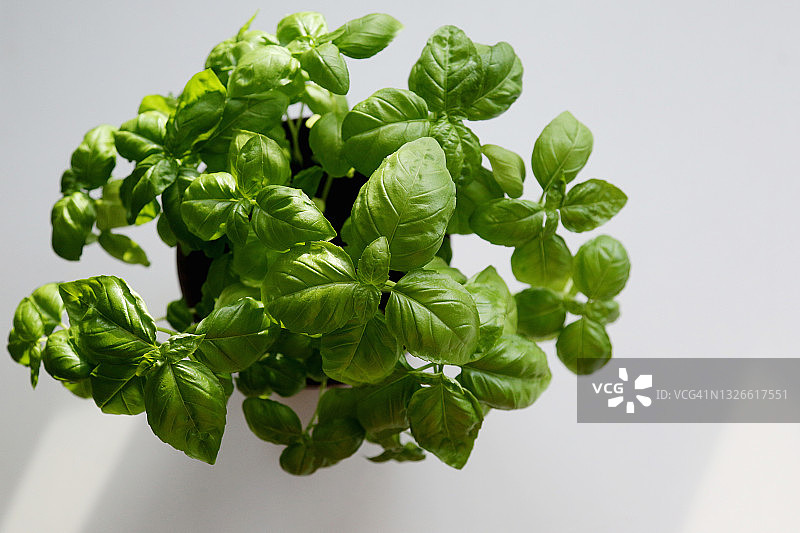 新鲜罗勒叶图片素材