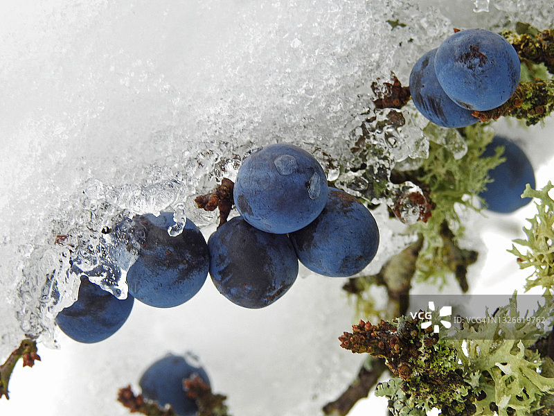 雪地黑刺李图片素材