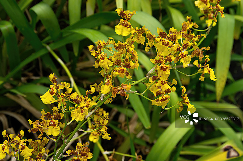 盛开的棒叶兰图片素材