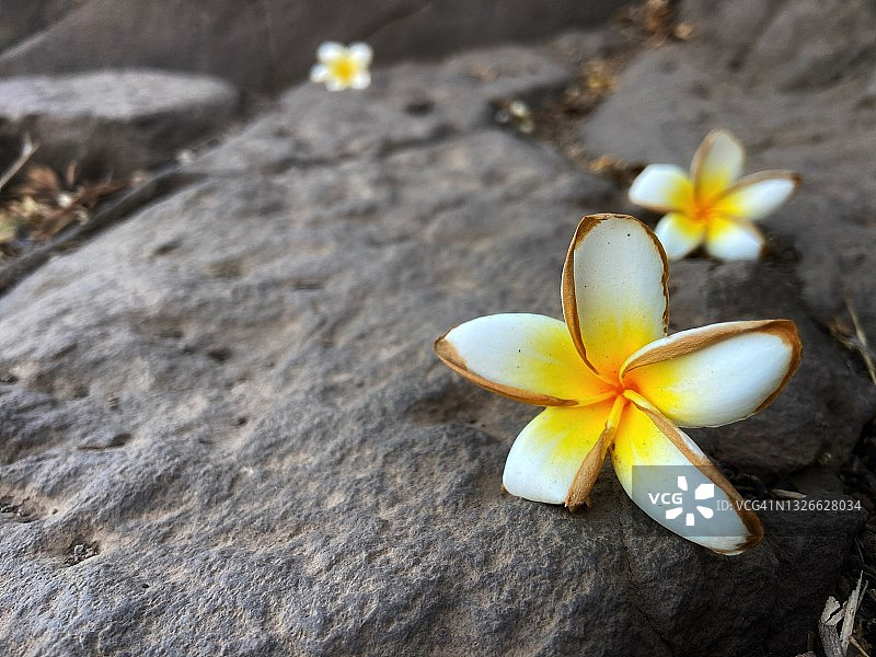 查法花图片素材