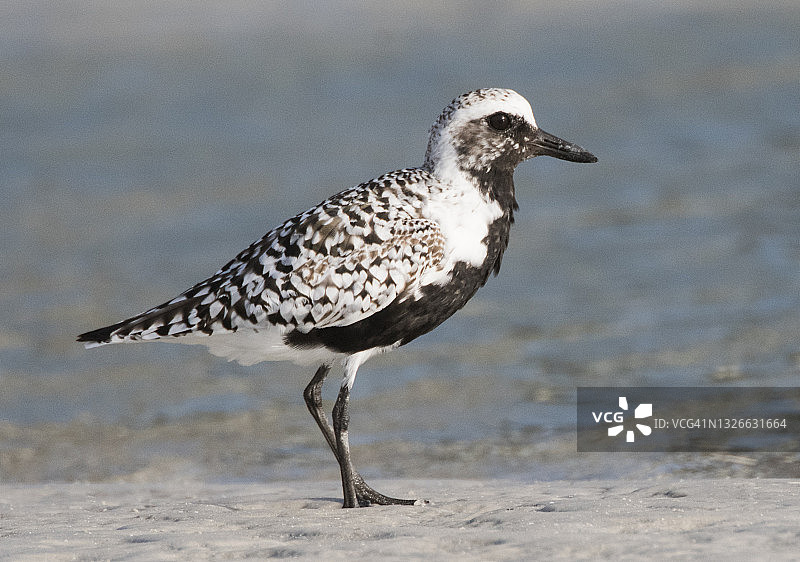 穿着运动鞋在沙滩上的腿图片素材