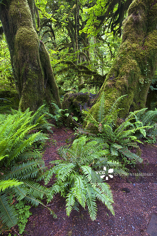 华盛顿奥林匹克国家公园的太平洋西北部沿海温带雨林图片素材