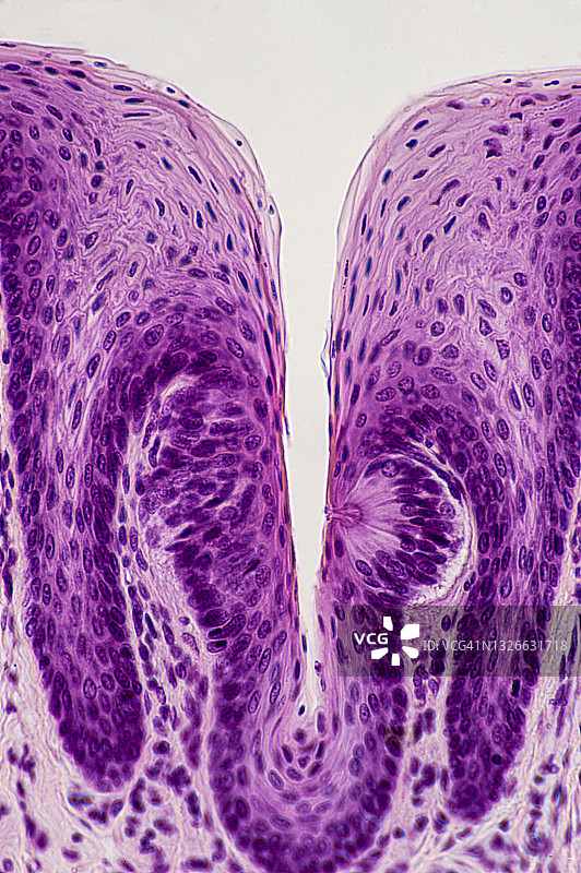 味蕾——包含味觉感受器（感觉感受器或化学感受器），舌头，100X图片素材