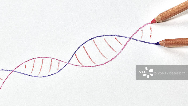 红蓝双色铅笔在白纸背景上绘制双螺旋DNA链图片素材