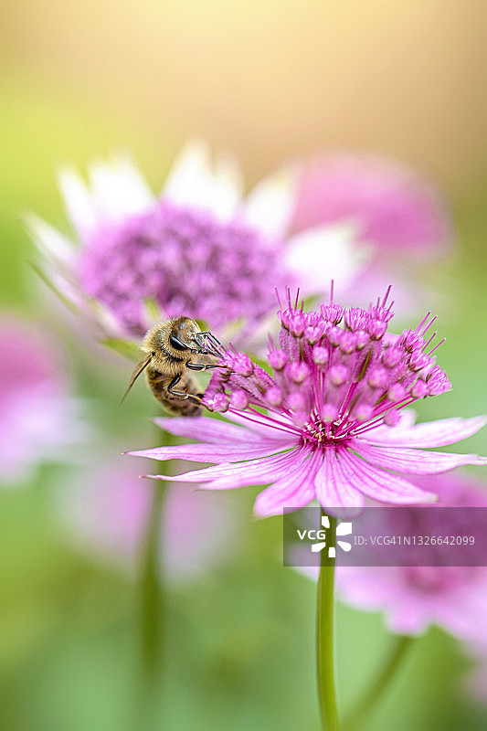 阳光下美丽的粉色星芹花图片素材