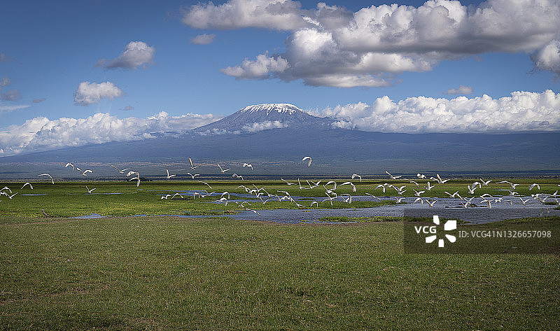 飞行中的火烈鸟群，乞力马扎罗山，安博塞利国家公园，肯尼亚，非洲图片素材
