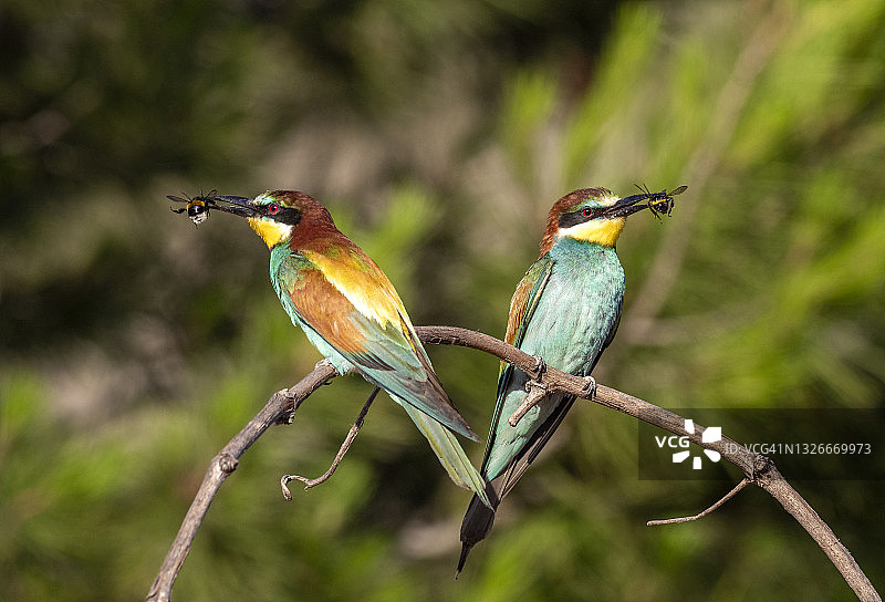 欧洲蜂虎：鸟类家族，口衔昆虫筑巢图片素材