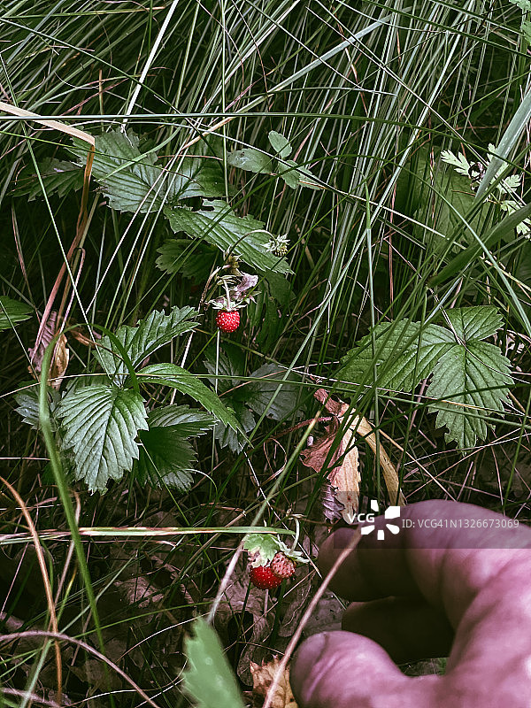 采摘野生草莓图片素材