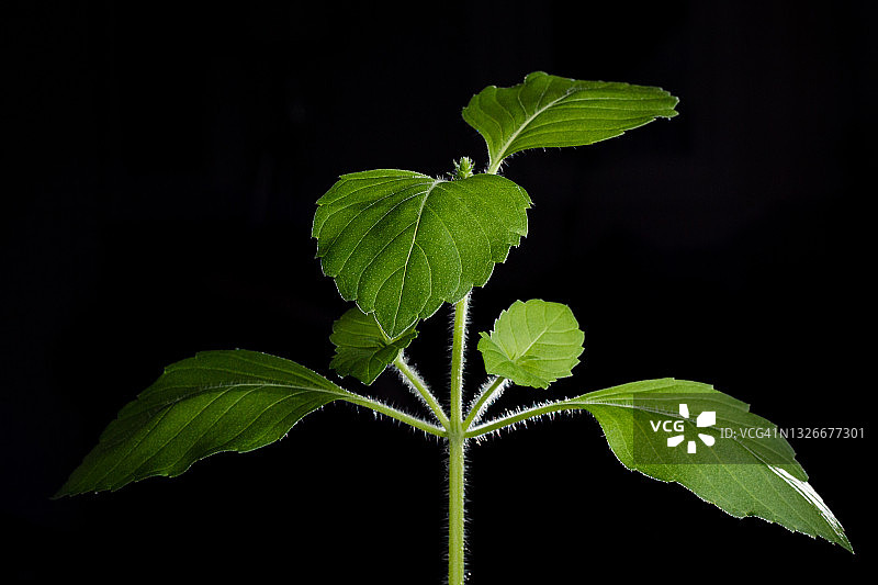 九层塔图片素材