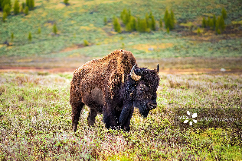 一头忧伤的美洲野牛在黄石国家公园的草原山谷中低头吃草图片素材