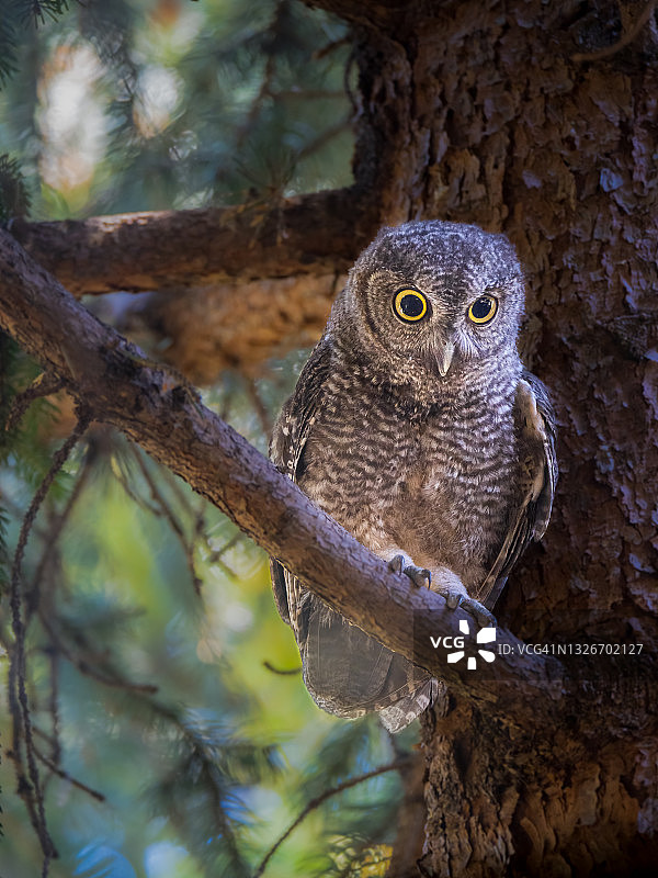 西部角鸮图片素材