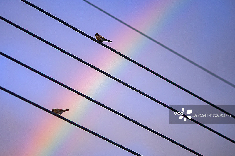 彩虹背景下，鸟儿栖息在高压电线上特写图片素材