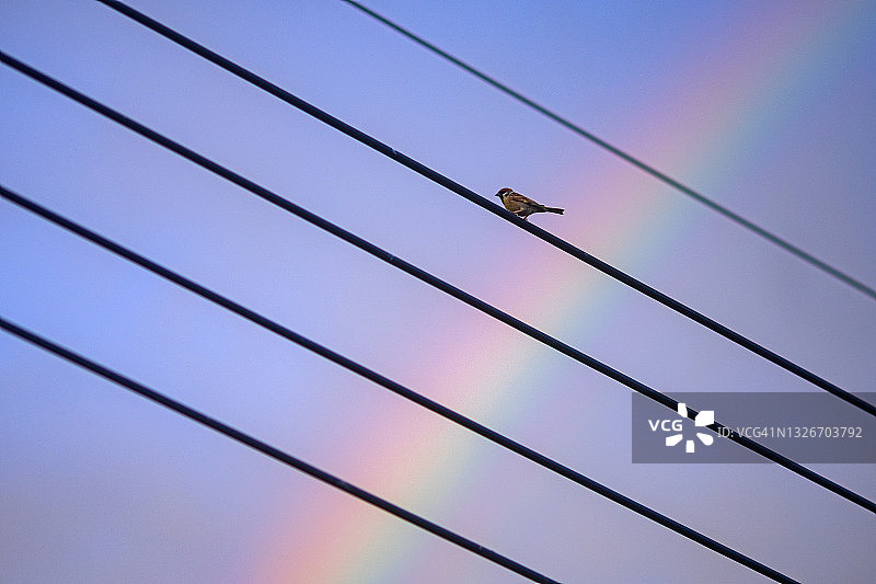 鸟儿停留在彩虹背景下的高压电线上图片素材