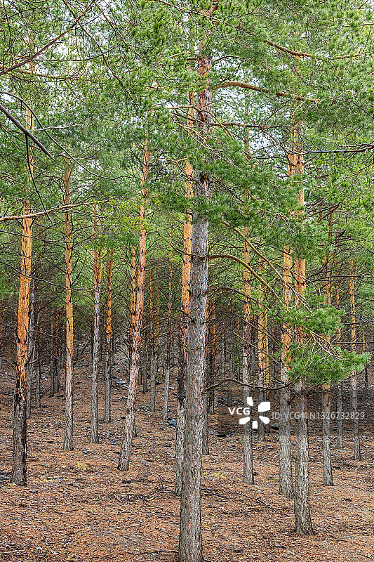 从卡皮莱拉到特雷韦莱斯徒步旅行时看到的安达卢西亚森林图片素材