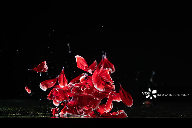 高速同步拍摄的空中飞舞的玉米罂粟花图片素材