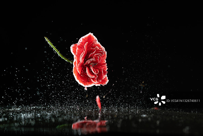 高速同步拍摄的空中飞舞的玉米罂粟花图片素材