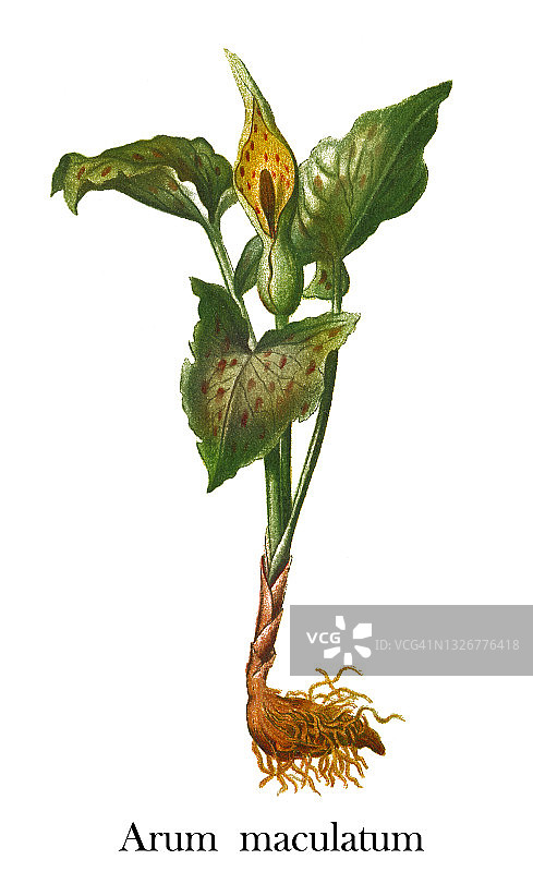 植物学古董雕刻插图：海芋图片素材