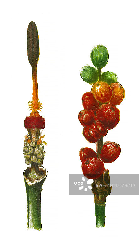 植物学古董雕刻插图：海芋图片素材