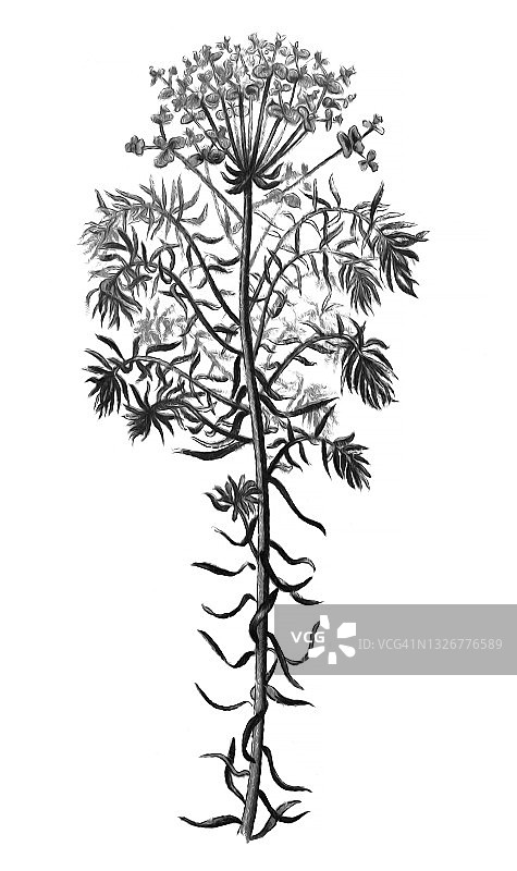 地中海大戟老式版画植物学插图图片素材
