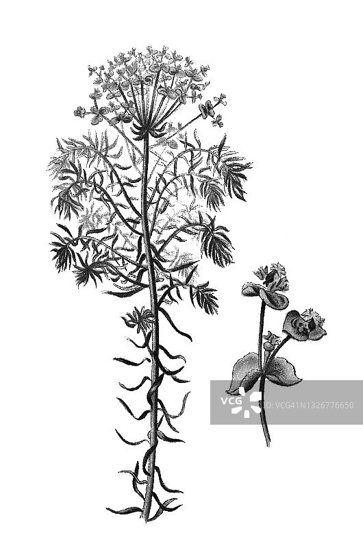 地中海大戟老式版画植物学插图图片素材