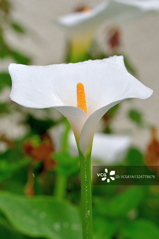 马蹄莲花图片素材